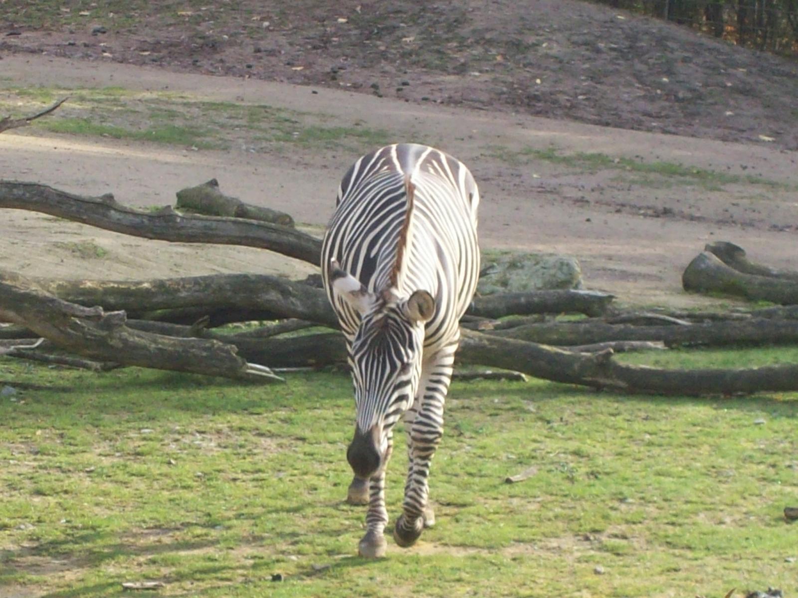Zoom 18.10.2008-071.jpg